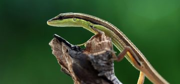 head-leaves-lizard-wood-asian-grass-lizard (1)