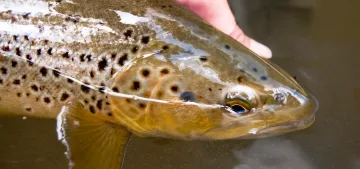 Identifying Endangered Fish Species