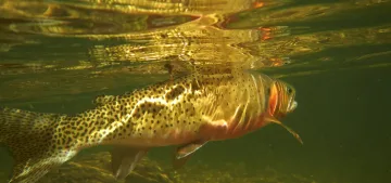 Innovations in PIT Tag Technology