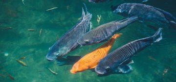 Natural background. Lake with colorful fish