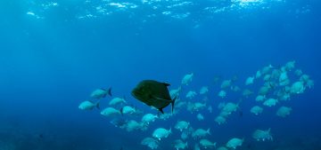 Data Accuracy in Fisheries