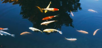 School of fancy carp swimming in the pond School of fancy carp swimming in the pond