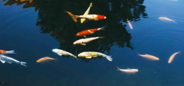 School of fancy carp swimming in the pond